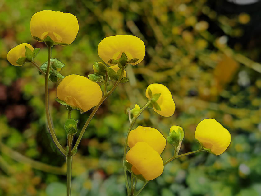 Calceolaria filicaulis